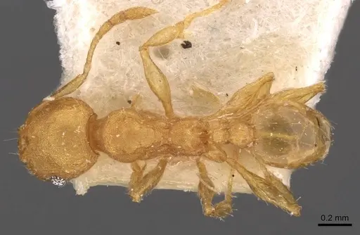 Pheidole variabilis - CASENT0908071