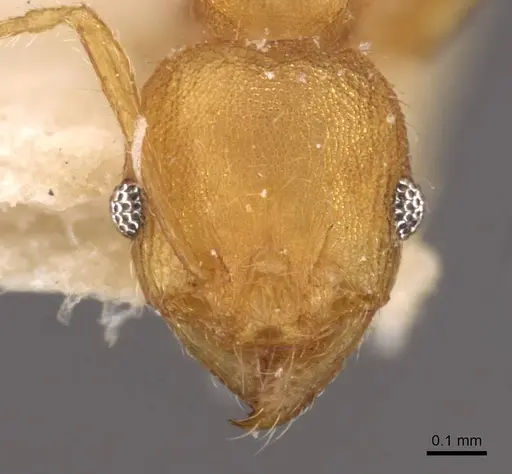 Pheidole variabilis - CASENT0908071
