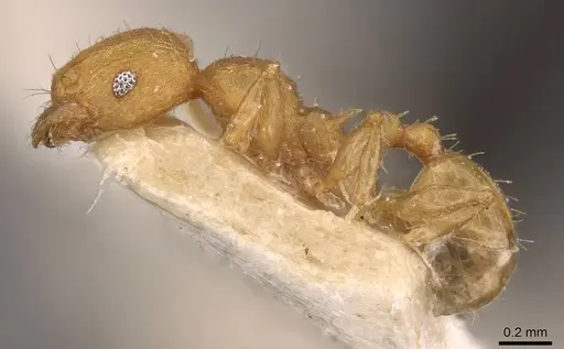 Pheidole variabilis - CASENT0908071