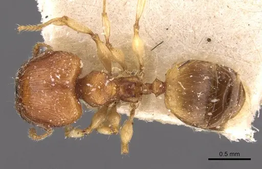 Pheidole variabilis - CASENT0908072