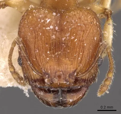 Pheidole variabilis - CASENT0908072