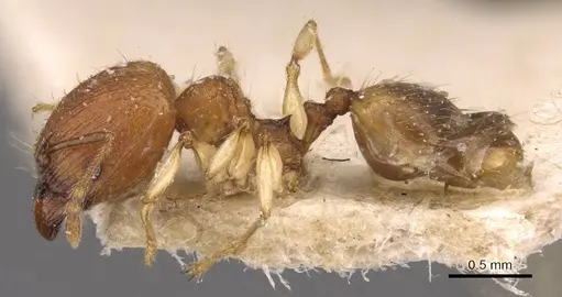 Pheidole variabilis - CASENT0908072