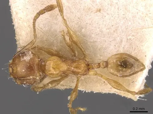 Pheidole variabilis - CASENT0908073