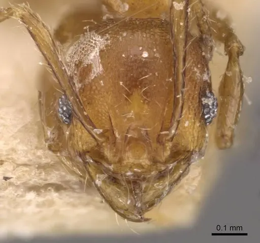 Pheidole variabilis - CASENT0908073