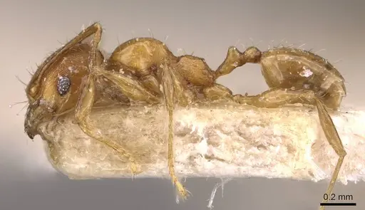 Pheidole variabilis - CASENT0908073