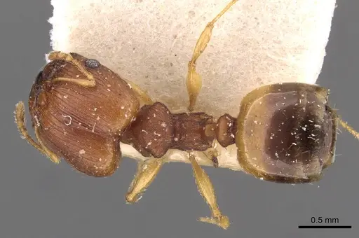 Pheidole variabilis - CASENT0908074