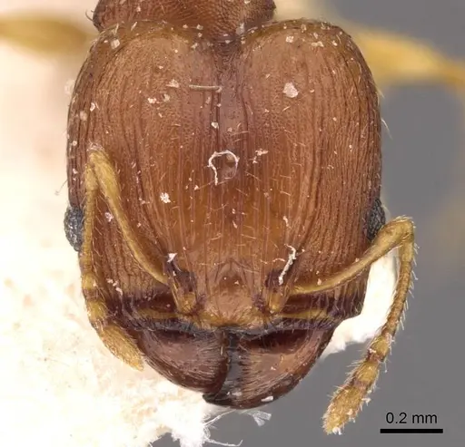 Pheidole variabilis - CASENT0908074