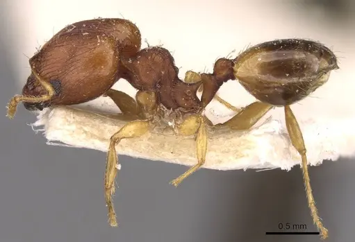 Pheidole variabilis - CASENT0908074