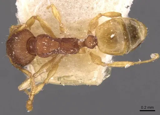 Pheidole variabilis - CASENT0908075