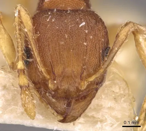 Pheidole variabilis - CASENT0908075