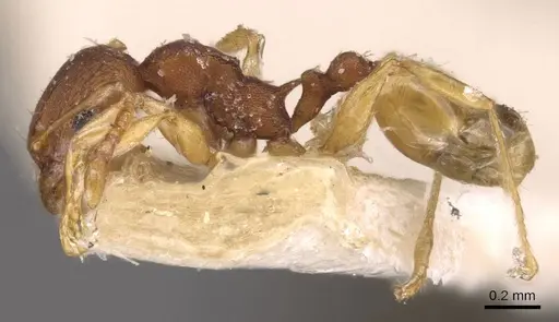 Pheidole variabilis - CASENT0908075