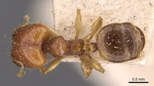 Pheidole variabilis - CASENT0908076