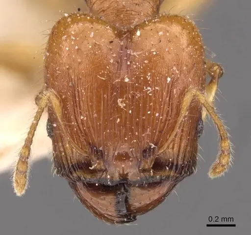 Pheidole variabilis - CASENT0908076