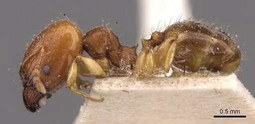 Pheidole variabilis - CASENT0908076