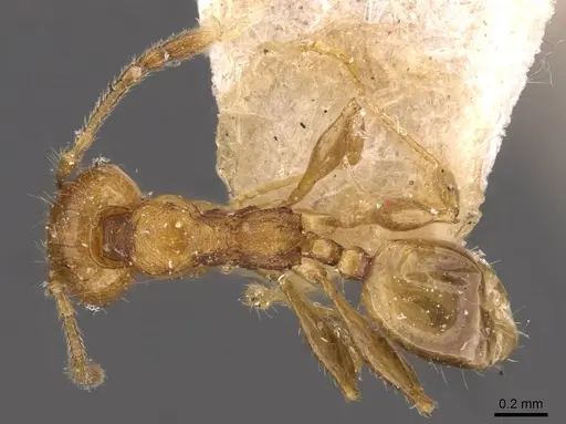 Pheidole variabilis - CASENT0908077