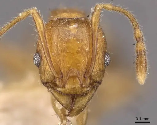 Pheidole variabilis - CASENT0908077
