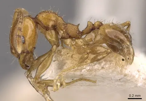 Pheidole variabilis - CASENT0908077