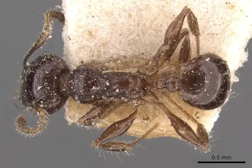 Pheidole variabilis - CASENT0908078