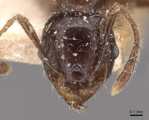 Pheidole variabilis - CASENT0908078