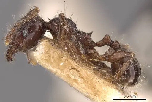 Pheidole variabilis - CASENT0908078