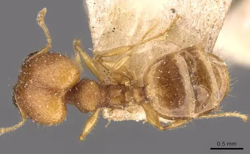 Pheidole variabilis - CASENT0908079
