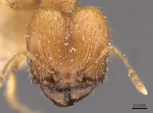 Pheidole variabilis - CASENT0908079