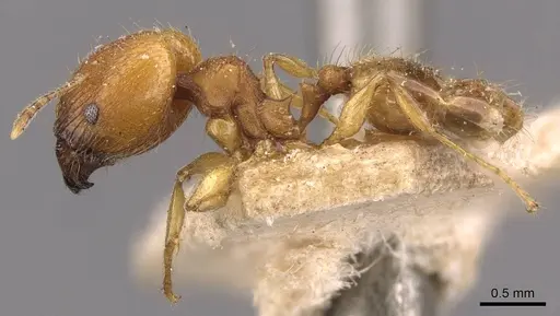 Pheidole variabilis - CASENT0908079