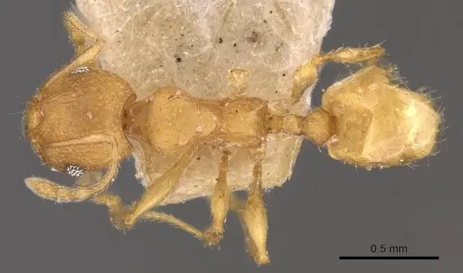 Pheidole variabilis - CASENT0908080
