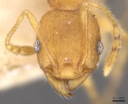 Pheidole variabilis - CASENT0908080