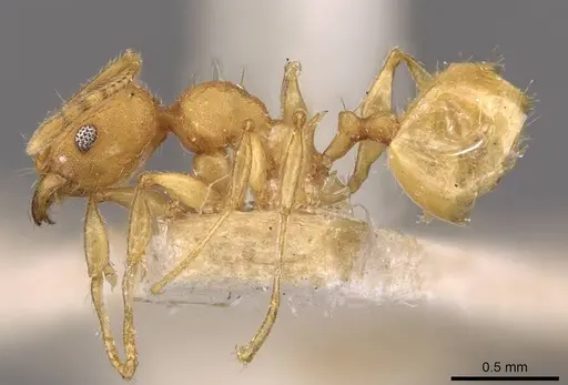 Pheidole variabilis - CASENT0908080
