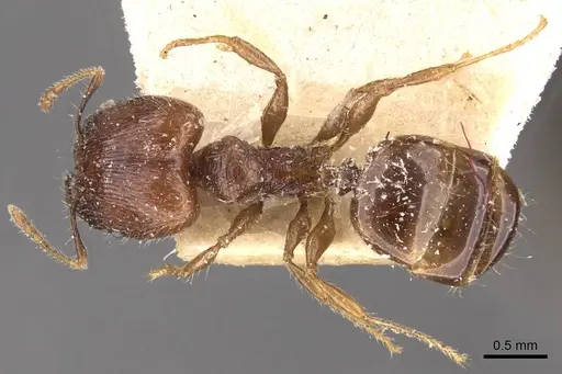 Pheidole variabilis - CASENT0908081