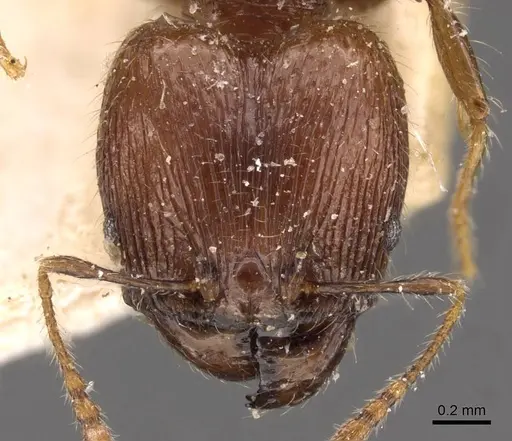 Pheidole variabilis - CASENT0908081