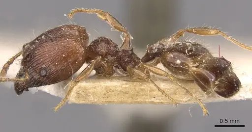 Pheidole variabilis - CASENT0908081