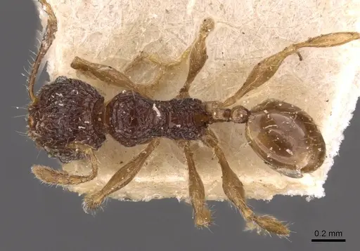 Pheidole variabilis - CASENT0908082