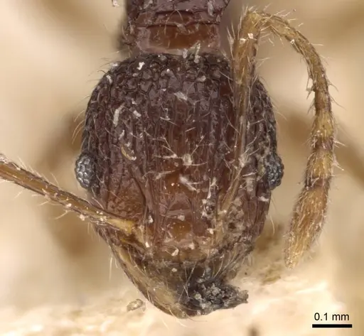 Pheidole variabilis - CASENT0908082