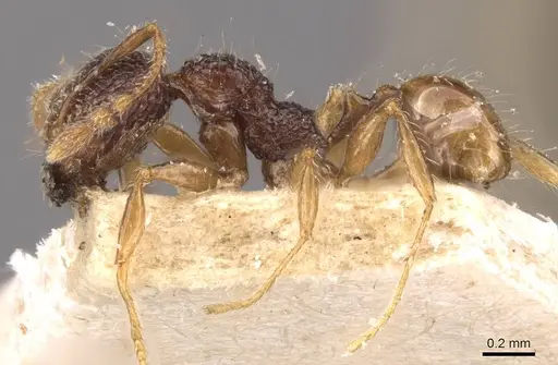 Pheidole variabilis - CASENT0908082