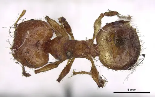 Pheidole variabilis - CASENT0919764