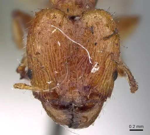 Pheidole variabilis - CASENT0919764