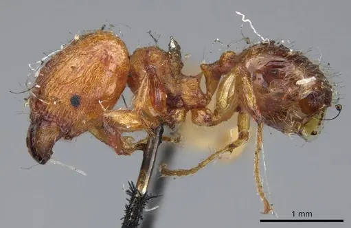 Pheidole variabilis - CASENT0919764