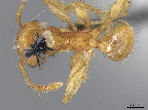 Pheidole variabilis - CASENT0919765