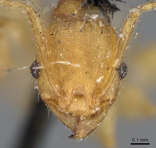 Pheidole variabilis - CASENT0919765