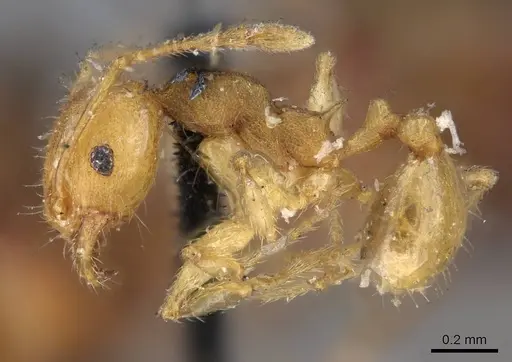 Pheidole variabilis - CASENT0919765