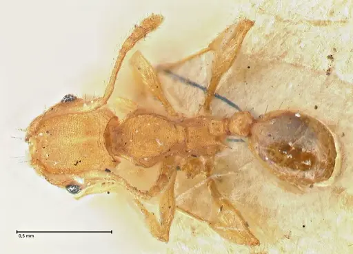 Pheidole variabilis - FOCOL2891