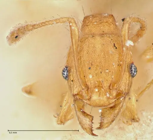 Pheidole variabilis - FOCOL2891