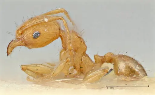 Pheidole variabilis - FOCOL2891