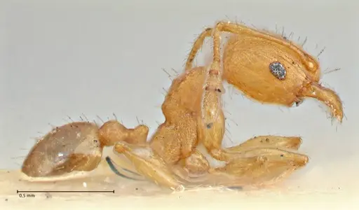 Pheidole variabilis - FOCOL2891