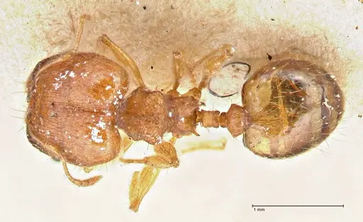 Pheidole variabilis - FOCOL2892
