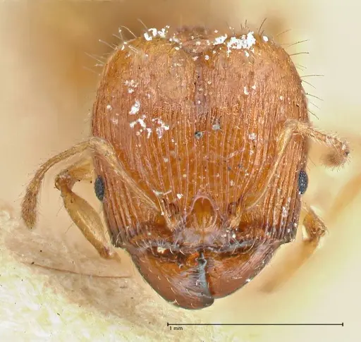 Pheidole variabilis - FOCOL2892