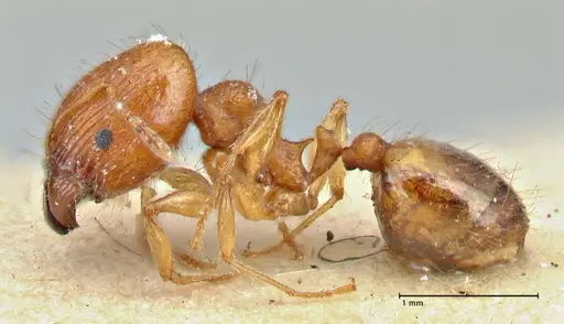 Pheidole variabilis - FOCOL2892