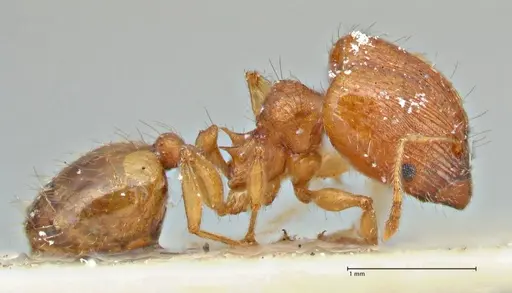 Pheidole variabilis - FOCOL2892